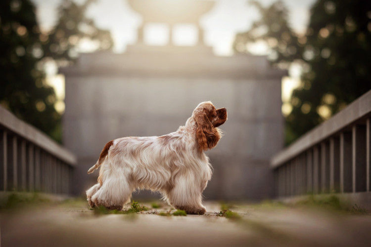 FOTOGALERIE: Fotografka zvířat Denisa Zbranková Albaniová uspěla v prestižní soutěži. Psy zvěčnila i v pražském metru a skateparku