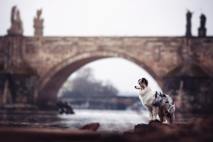 FOTOGALERIE: Fotografka zvířat Denisa Zbranková Albaniová uspěla v prestižní soutěži. Psy zvěčnila i v pražském metru a skateparku