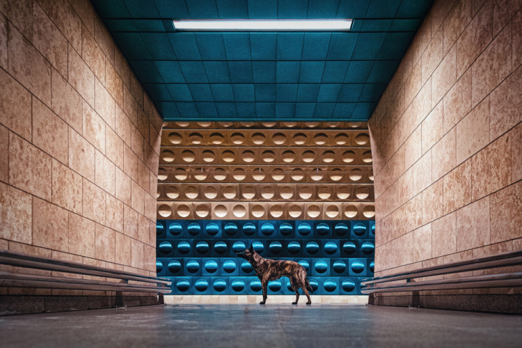 FOTOGALERIE: Fotografka zvířat Denisa Zbranková Albaniová uspěla v prestižní soutěži. Psy zvěčnila i v pražském metru a skateparku