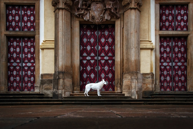 FOTOGALERIE: Fotografka zvířat Denisa Zbranková Albaniová uspěla v prestižní soutěži. Psy zvěčnila i v pražském metru a skateparku