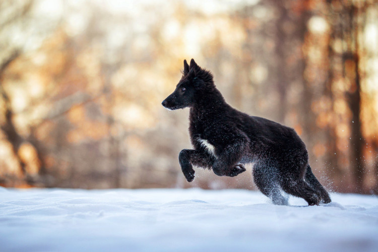 FOTOGALERIE: Fotografka zvířat Denisa Zbranková Albaniová uspěla v prestižní soutěži. Psy zvěčnila i v pražském metru a skateparku