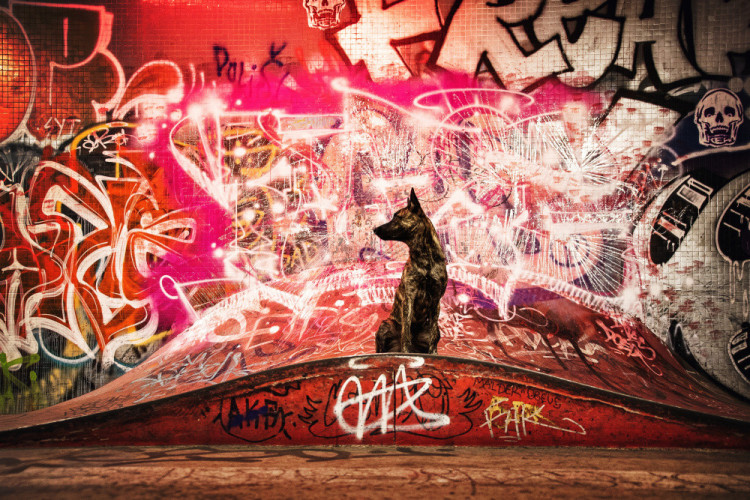 FOTOGALERIE: Fotografka zvířat Denisa Zbranková Albaniová uspěla v prestižní soutěži. Psy zvěčnila i v pražském metru a skateparku