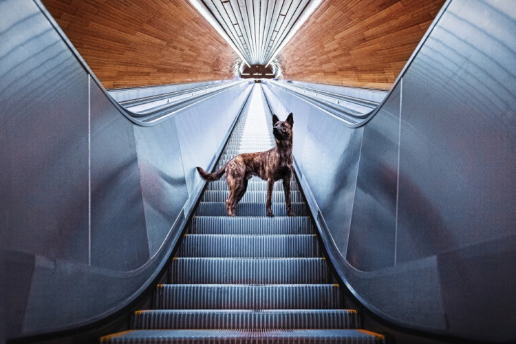 FOTOGALERIE: Fotografka zvířat Denisa Zbranková Albaniová uspěla v prestižní soutěži. Psy zvěčnila i v pražském metru a skateparku