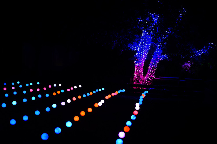 FOTOGALERIE: Gorily, nosorožci i sloni mimo výběh. Pražská zoo zve na lampionová zářící zvířata