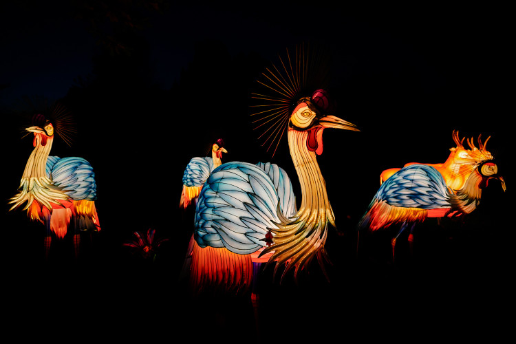 FOTOGALERIE: Gorily, nosorožci i sloni mimo výběh. Pražská zoo zve na lampionová zářící zvířata