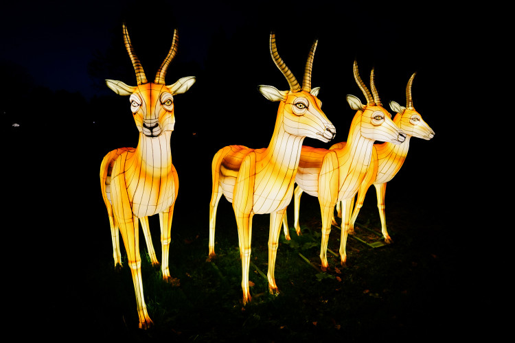 FOTOGALERIE: Gorily, nosorožci i sloni mimo výběh. Pražská zoo zve na lampionová zářící zvířata