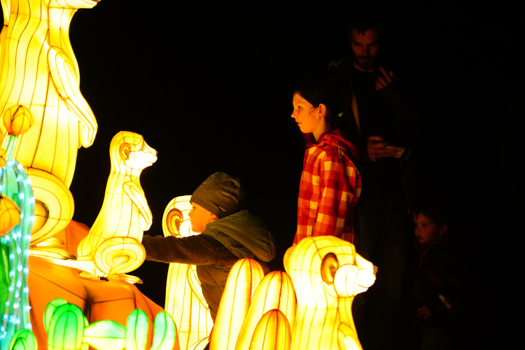 FOTOGALERIE: Gorily, nosorožci i sloni mimo výběh. Pražská zoo zve na lampionová zářící zvířata