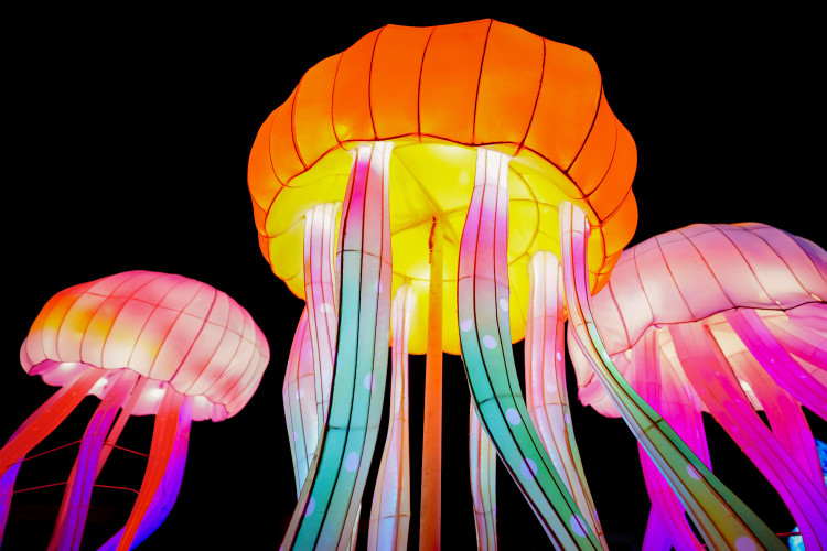 FOTOGALERIE: Gorily, nosorožci i sloni mimo výběh. Pražská zoo zve na lampionová zářící zvířata