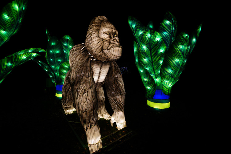 FOTOGALERIE: Gorily, nosorožci i sloni mimo výběh. Pražská zoo zve na lampionová zářící zvířata