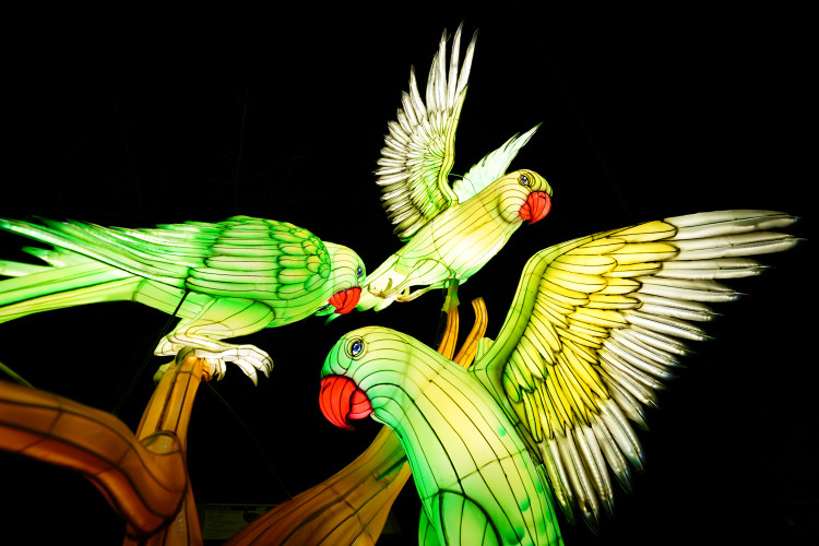 FOTOGALERIE: Gorily, nosorožci i sloni mimo výběh. Pražská zoo zve na lampionová zářící zvířata