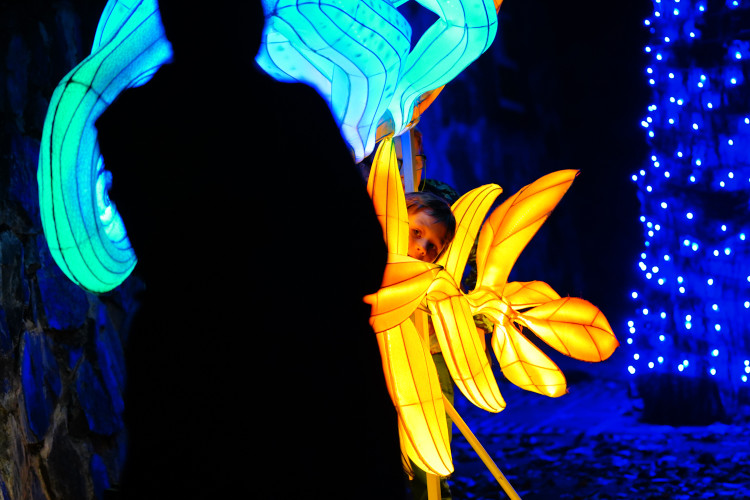 FOTOGALERIE: Gorily, nosorožci i sloni mimo výběh. Pražská zoo zve na lampionová zářící zvířata