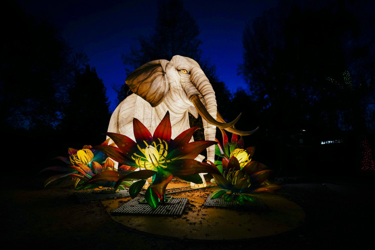 FOTOGALERIE: Gorily, nosorožci i sloni mimo výběh. Pražská zoo zve na lampionová zářící zvířata