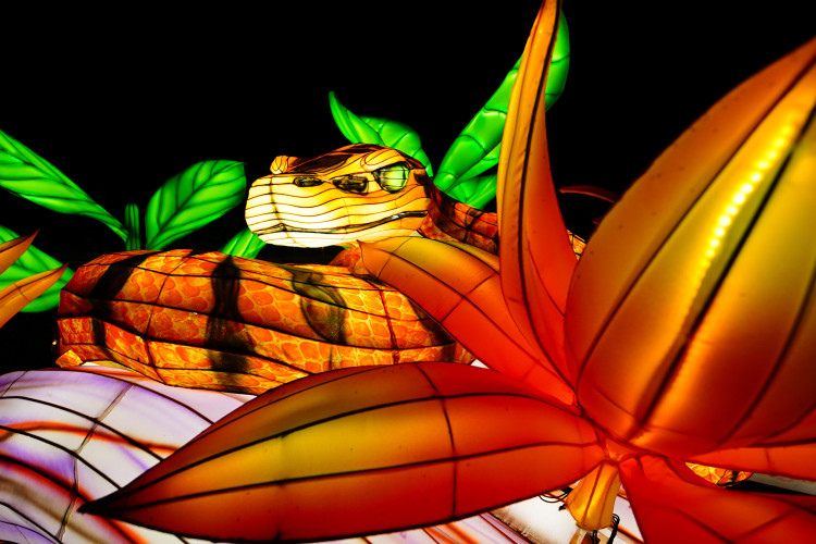 FOTOGALERIE: Gorily, nosorožci i sloni mimo výběh. Pražská zoo zve na lampionová zářící zvířata