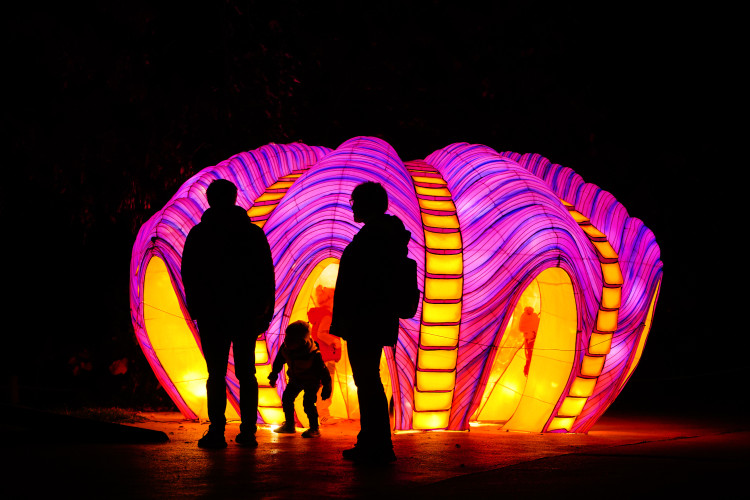 FOTOGALERIE: Gorily, nosorožci i sloni mimo výběh. Pražská zoo zve na lampionová zářící zvířata