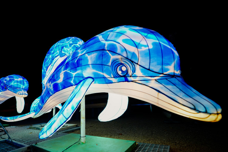 FOTOGALERIE: Gorily, nosorožci i sloni mimo výběh. Pražská zoo zve na lampionová zářící zvířata