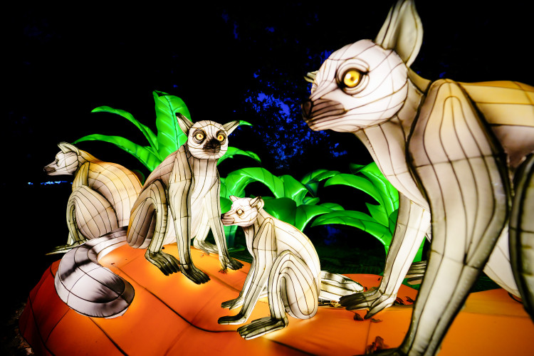 FOTOGALERIE: Gorily, nosorožci i sloni mimo výběh. Pražská zoo zve na lampionová zářící zvířata