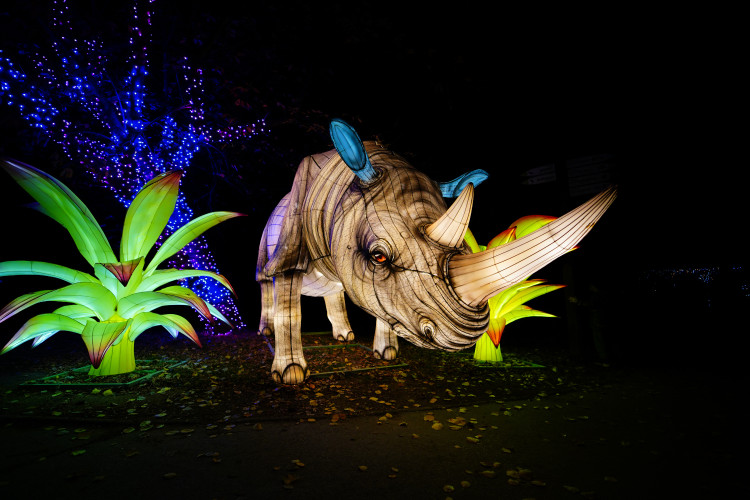 FOTOGALERIE: Gorily, nosorožci i sloni mimo výběh. Pražská zoo zve na lampionová zářící zvířata