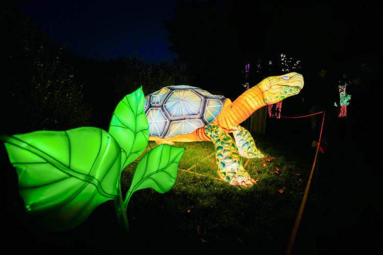 FOTOGALERIE: Gorily, nosorožci i sloni mimo výběh. Pražská zoo zve na lampionová zářící zvířata
