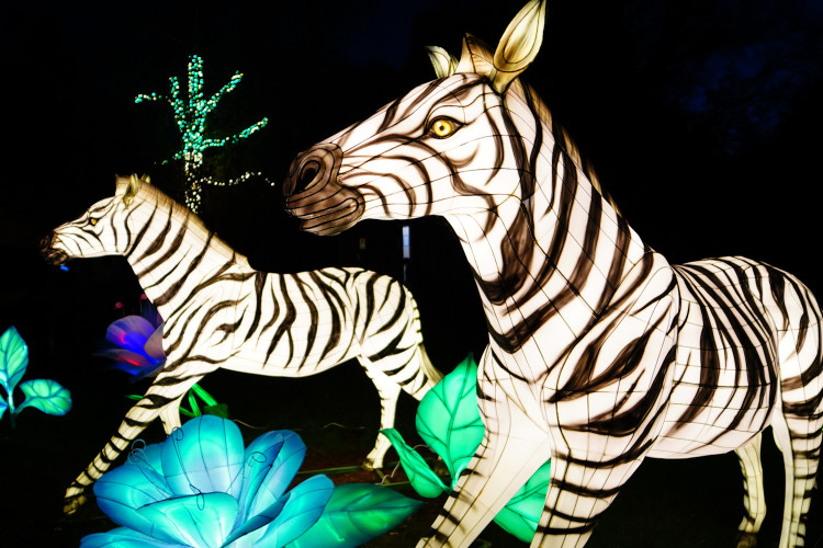 FOTOGALERIE: Gorily, nosorožci i sloni mimo výběh. Pražská zoo zve na lampionová zářící zvířata