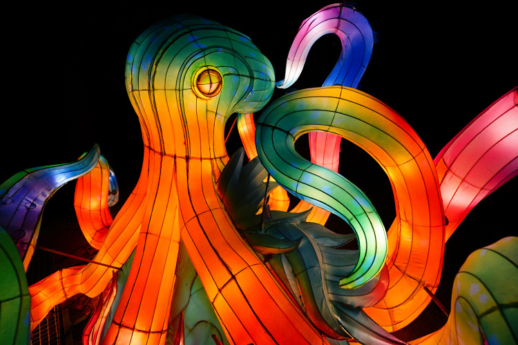 FOTOGALERIE: Gorily, nosorožci i sloni mimo výběh. Pražská zoo zve na lampionová zářící zvířata