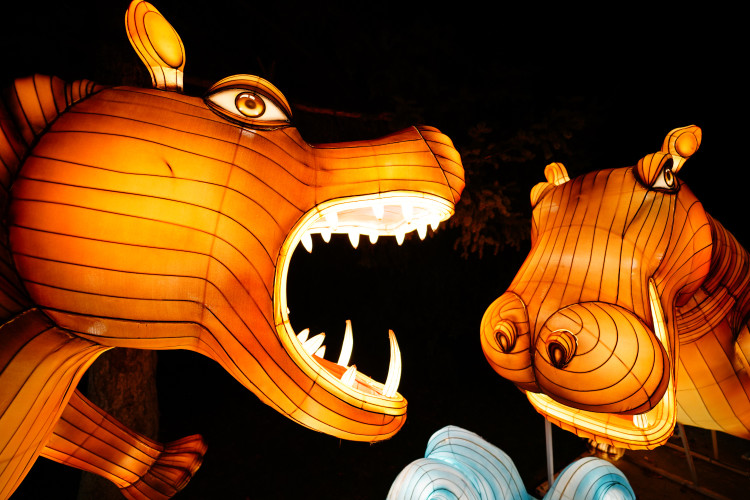 FOTOGALERIE: Gorily, nosorožci i sloni mimo výběh. Pražská zoo zve na lampionová zářící zvířata