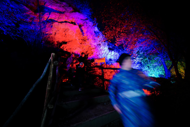 FOTOGALERIE: Gorily, nosorožci i sloni mimo výběh. Pražská zoo zve na lampionová zářící zvířata