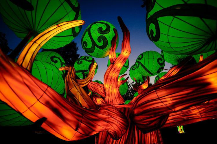 FOTOGALERIE: Gorily, nosorožci i sloni mimo výběh. Pražská zoo zve na lampionová zářící zvířata