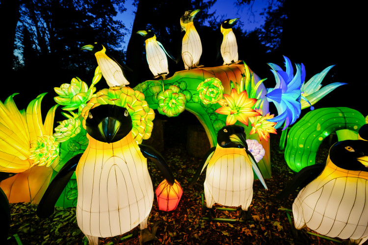 FOTOGALERIE: Gorily, nosorožci i sloni mimo výběh. Pražská zoo zve na lampionová zářící zvířata