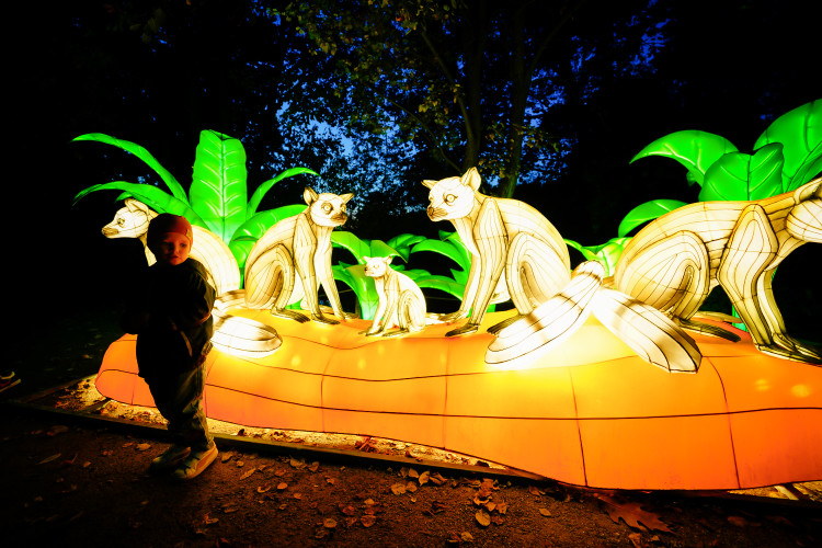 FOTOGALERIE: Gorily, nosorožci i sloni mimo výběh. Pražská zoo zve na lampionová zářící zvířata