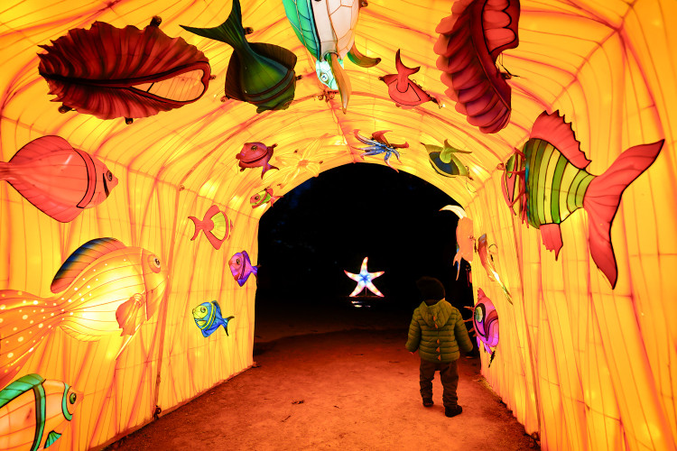 FOTOGALERIE: Gorily, nosorožci i sloni mimo výběh. Pražská zoo zve na lampionová zářící zvířata