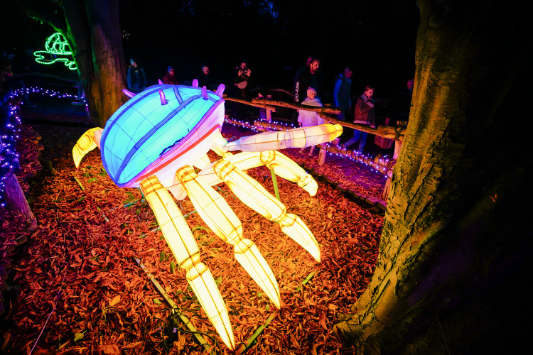 FOTOGALERIE: Gorily, nosorožci i sloni mimo výběh. Pražská zoo zve na lampionová zářící zvířata