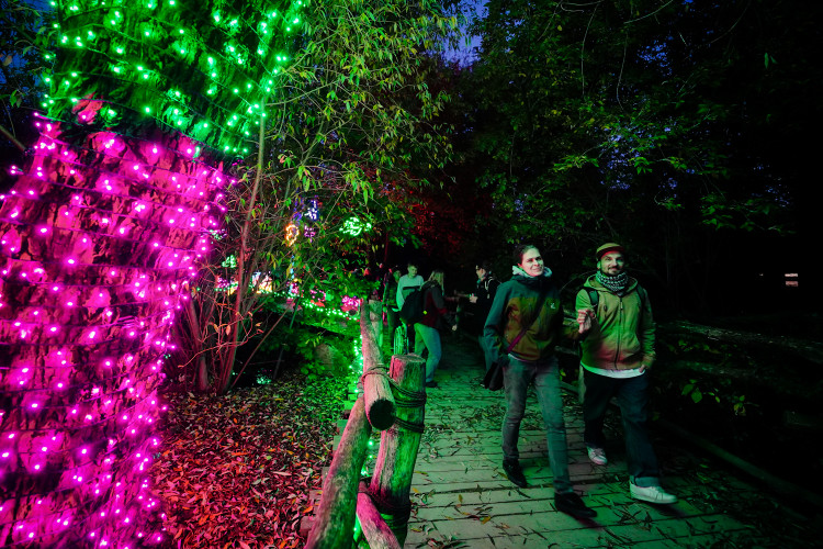 FOTOGALERIE: Gorily, nosorožci i sloni mimo výběh. Pražská zoo zve na lampionová zářící zvířata