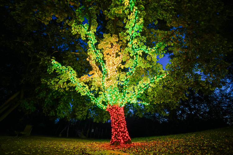 FOTOGALERIE: Gorily, nosorožci i sloni mimo výběh. Pražská zoo zve na lampionová zářící zvířata