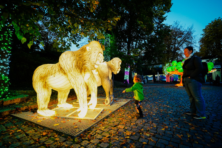 FOTOGALERIE: Gorily, nosorožci i sloni mimo výběh. Pražská zoo zve na lampionová zářící zvířata