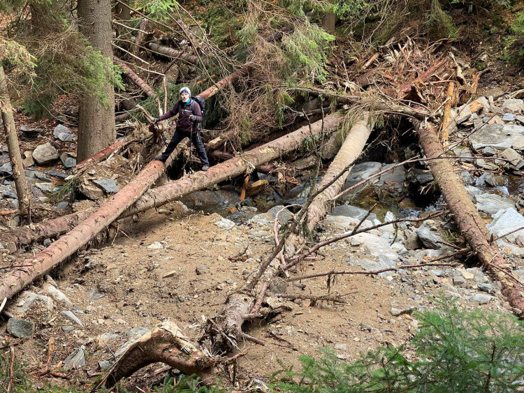 Po zhruba 250 metrech sesuv dospěl do Červenohorského potoka. Transportované smrky utvořily bariéru, která se později protrhla. Takových míst jsou desítky.