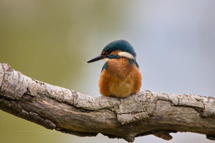 3. Milan Mareš - ledňáček říční