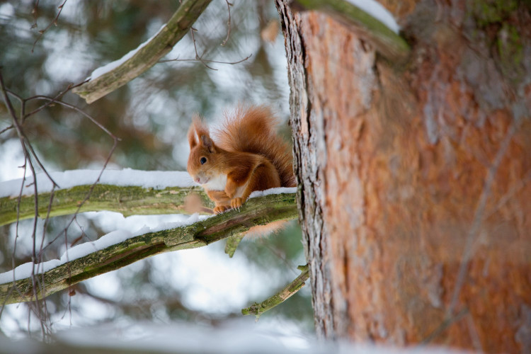 5. Milan Mareš - veverka obecná