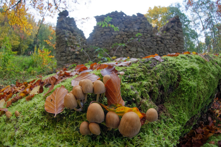 6. Thomas Enslein - Pilze bei St.Apollonia Přimda