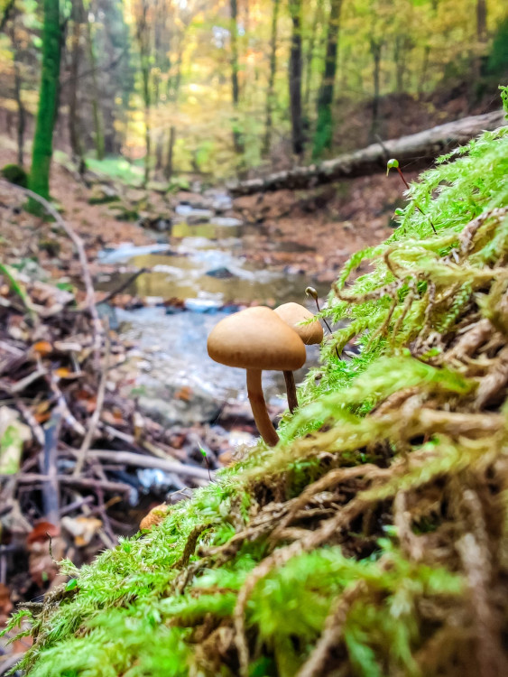FOTOGALERIE: V okolí Javoříčských jeskyní je řada zajímavostí