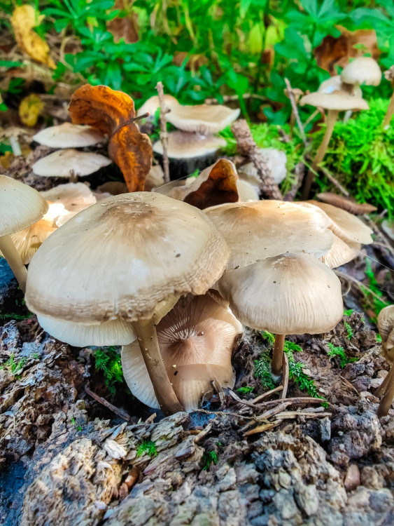 FOTOGALERIE: V okolí Javoříčských jeskyní je řada zajímavostí