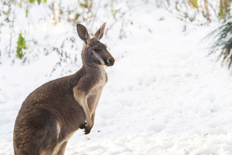 FOTOGALERIE: Svatý Kopeček je plný zvířat i v zimě