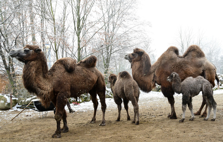 FOTOGALERIE: Svatý Kopeček je plný zvířat i v zimě