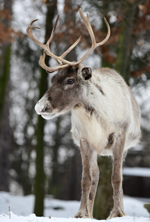 FOTOGALERIE: Svatý Kopeček je plný zvířat i v zimě