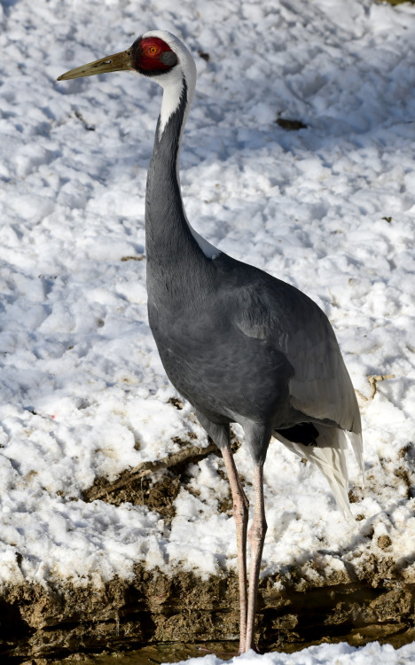 FOTOGALERIE: Svatý Kopeček je plný zvířat i v zimě