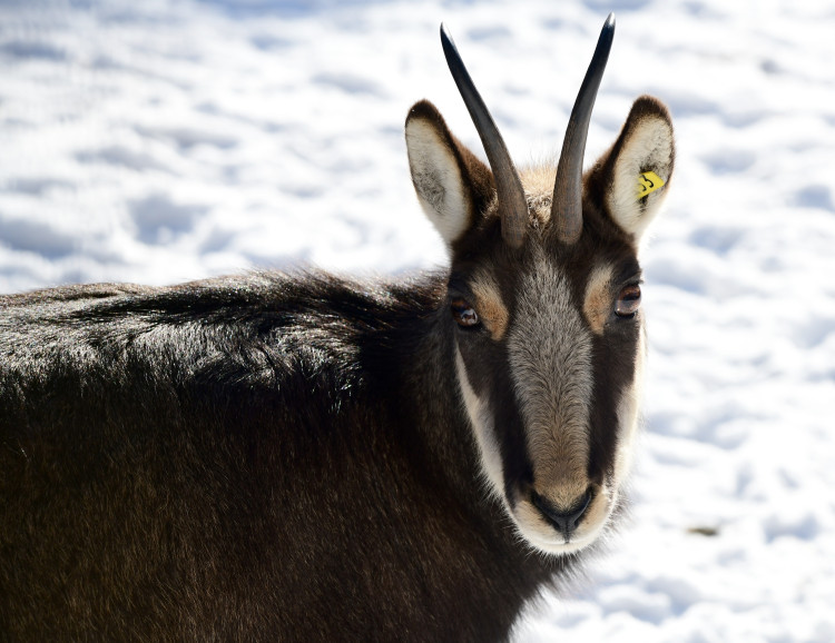 FOTOGALERIE: Svatý Kopeček je plný zvířat i v zimě