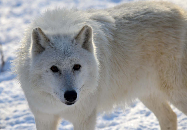 FOTOGALERIE: Svatý Kopeček je plný zvířat i v zimě