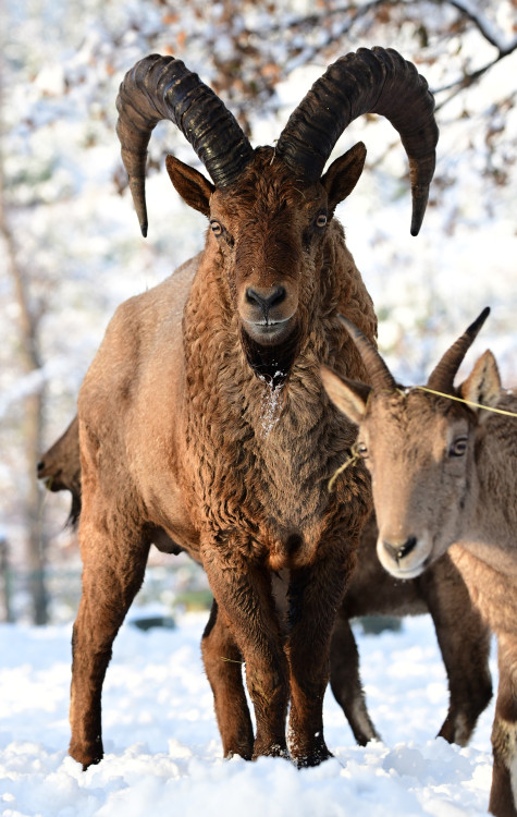 FOTOGALERIE: Svatý Kopeček je plný zvířat i v zimě