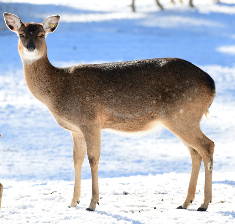 FOTOGALERIE: Svatý Kopeček je plný zvířat i v zimě