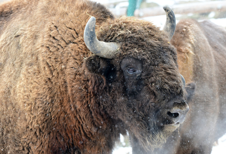 FOTOGALERIE: Svatý Kopeček je plný zvířat i v zimě