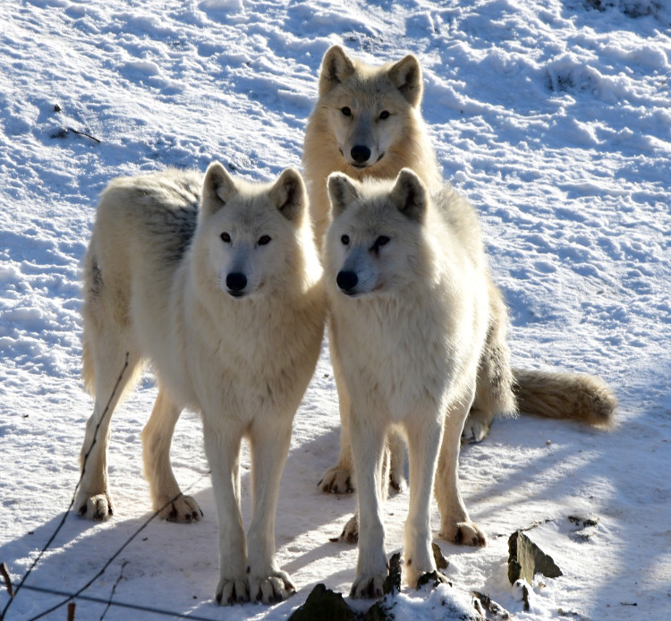 FOTOGALERIE: Svatý Kopeček je plný zvířat i v zimě